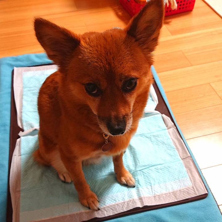 65b247ec 04b0 4de0 9f6c c43f6b060835 1572656177719