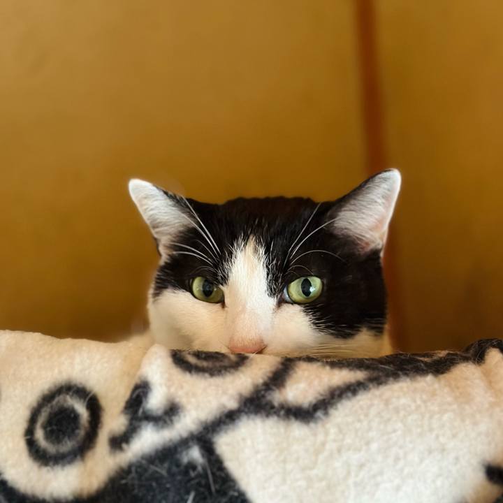 65b36f4a 00fe 437c 8817 27bc1f5d32e4 1712113816986