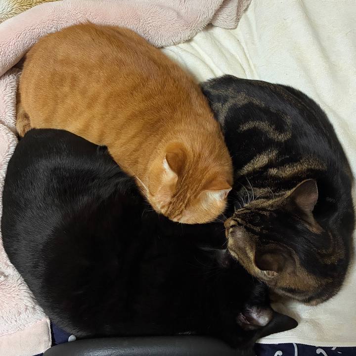 65b3cd7c d63d 4467 980c 38411e1912be 1766823454604