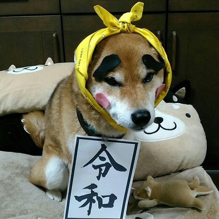 65b5407e b78c 4f2d 85ab fe3d7c514dcd 1556636579498