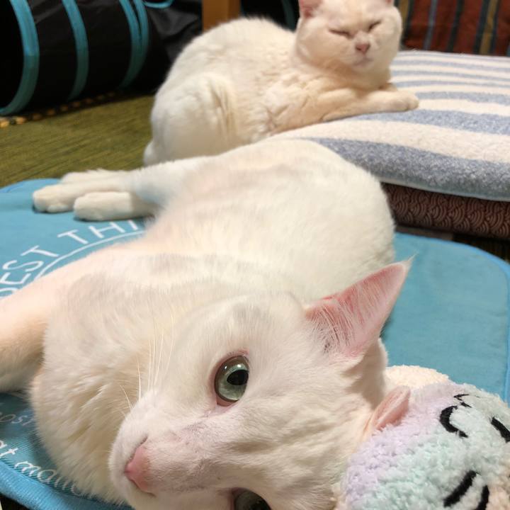 65b786d2 0a39 4f60 b88d 245f47438e22 1525259015040