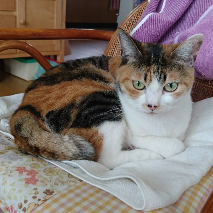 65b82a72 db80 4710 b01d 50064cd2069d 1525157277851