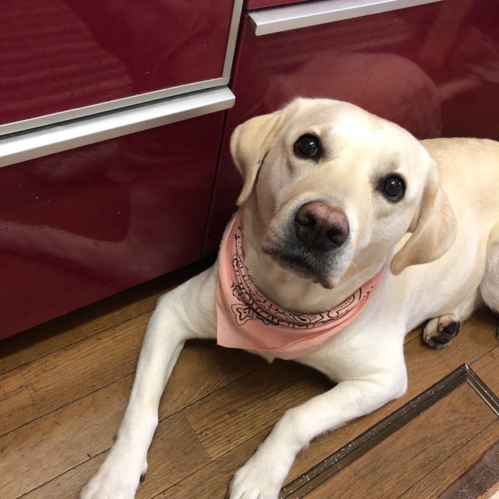 65b9a6fd 7404 428f b6ff d621a221912f 1569578946636