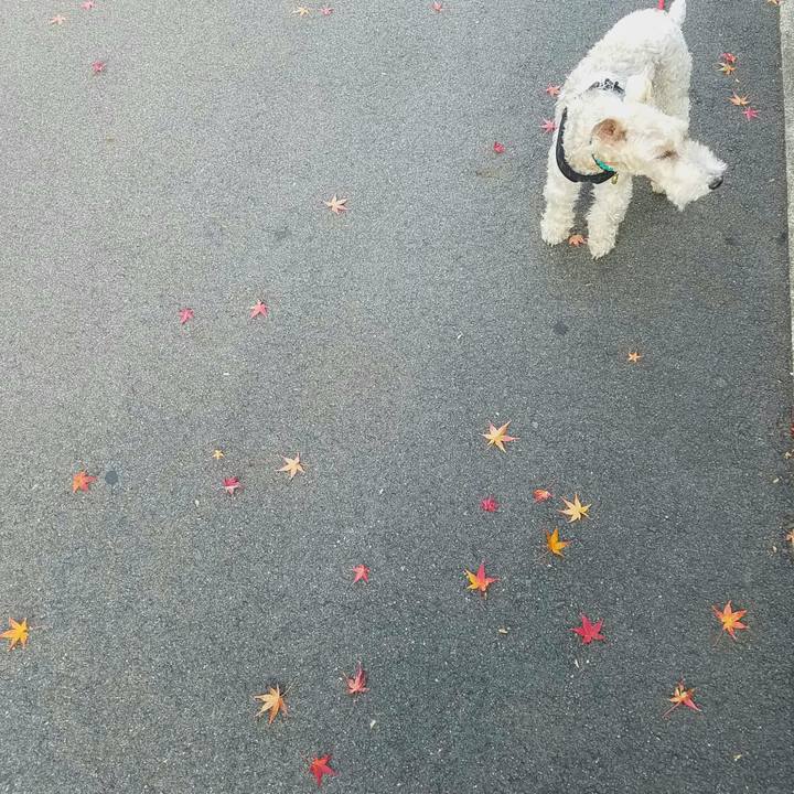 65bc458a 770c 4f8c bba5 f1ce24a2e217 1543831803786