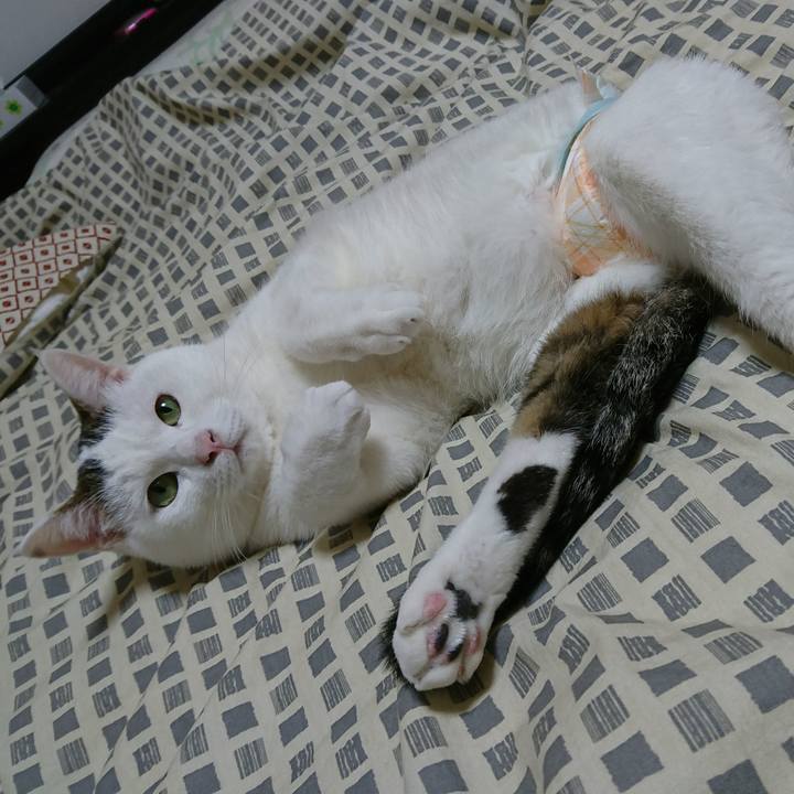 65c00372 876a 46a4 baee 064bbc7d1fcf 1510745664028