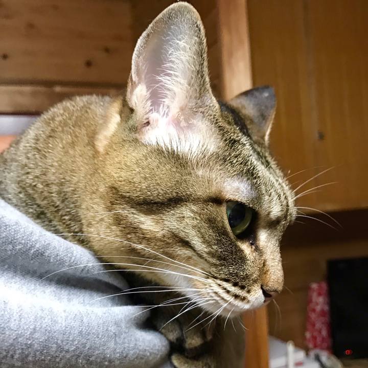 65c08c2c 20ea 4904 bc9b 791b2c0a2d2f 1553954711372