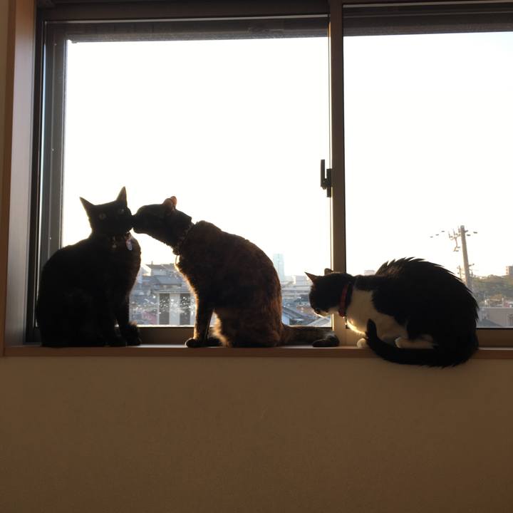 65c28c70 16b2 400a af5b c81c1f1db6e8 1521677650278