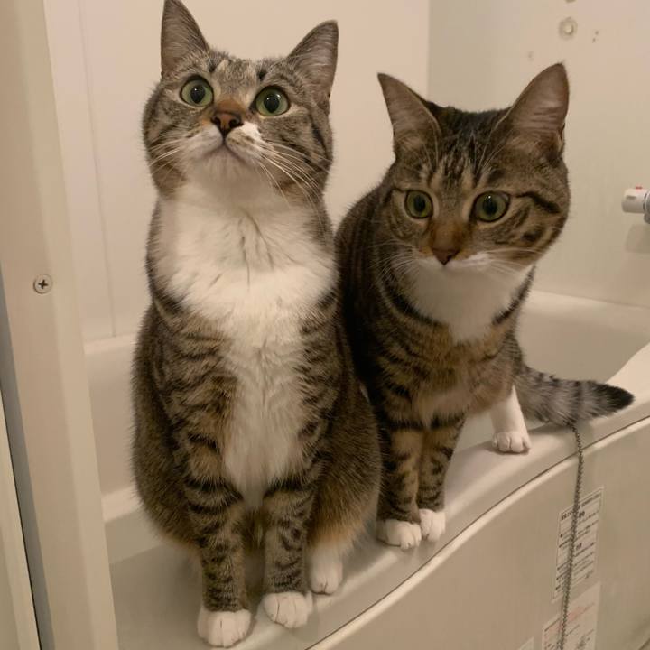 65c3a301 0873 42ca a4f1 4897f6915dca 1545785245115