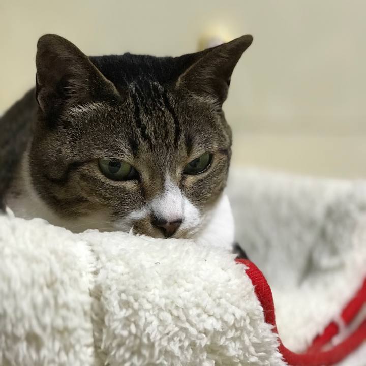 65c451cc 569d 413a 87fc 162de75babea 1527642436713