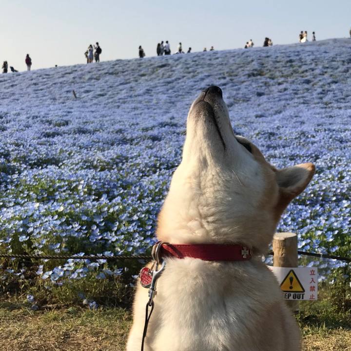 65cc4d48 751b 4abc b8f2 94a7836889d5 1524143844129