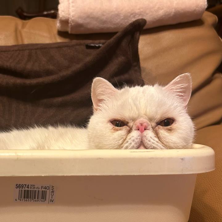 65ce6d6a b22d 45d6 abc3 f67944a4c97b 1711022725601