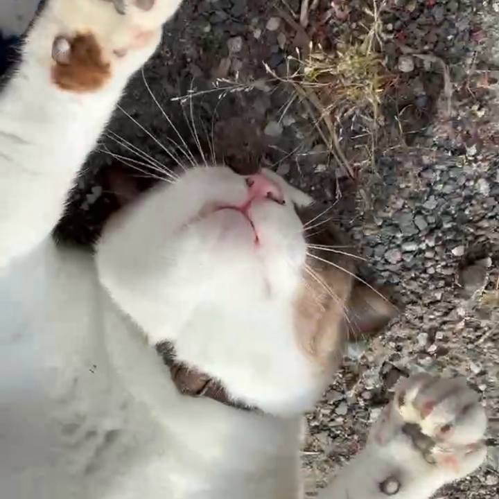 65d267a1 954d 4798 b883 f926a4888052 1763347576638