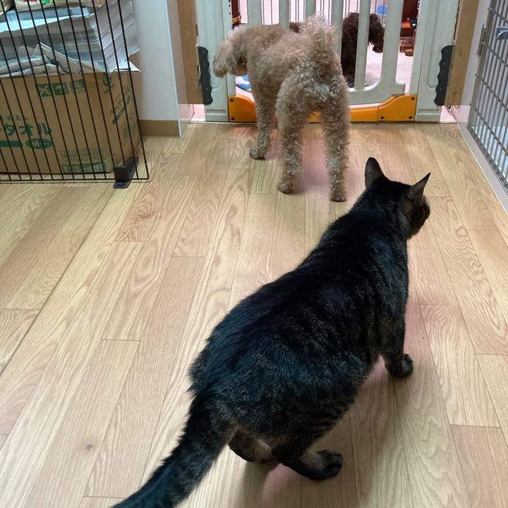 65d2f56d 148c 448b aa6a d781970b335f 1618217664840