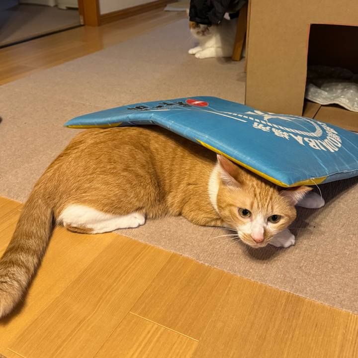 65d4c6ff 4254 42f5 8619 5cd8790af596 1773923323369