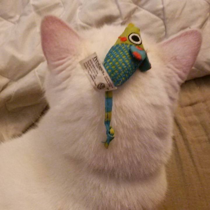 65d523a5 08d9 487f 9803 82fefb548ea2 1531695931309