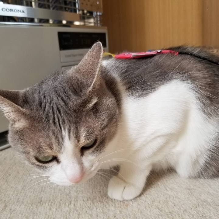 65d557d0 6683 41d8 b08a 87f4b6490f6a 1678876060229