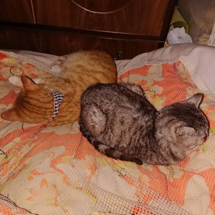 65d563f3 4411 43ea aece 8b0a38b304cc 1570996407038