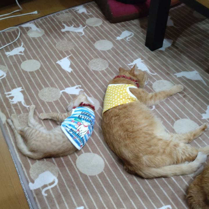 65d63df3 9730 4444 9543 977886fb9995 1671705046391