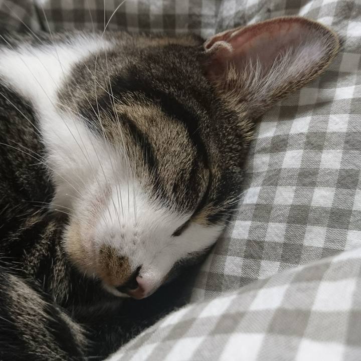 65d67fe9 a24b 4ccf a8c4 6125fe47f319 1511444719095