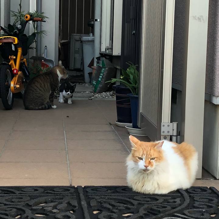 65d76687 993c 438f 8283 d779c9484c4b 1535963660946