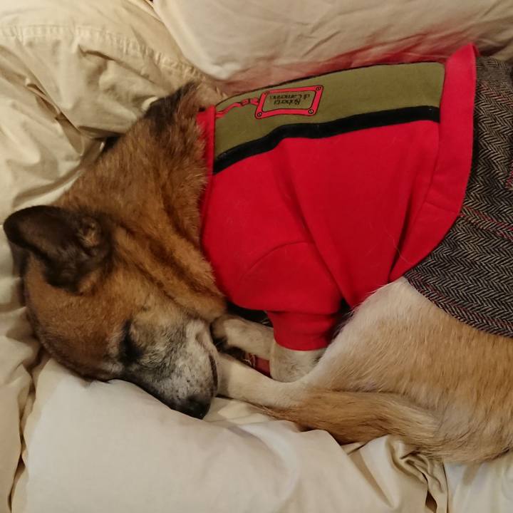 65deef62 70c8 401f 8091 a9216b068264 1543282045935