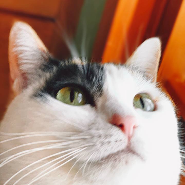 65e1cdb3 9fcc 4ecc a0d3 61c1ed77fcf2 1555379692514