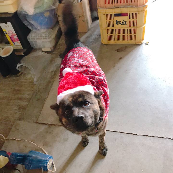 65e3f11c eae2 4ab1 a61e 1cccdbc6ee18 1513999385758