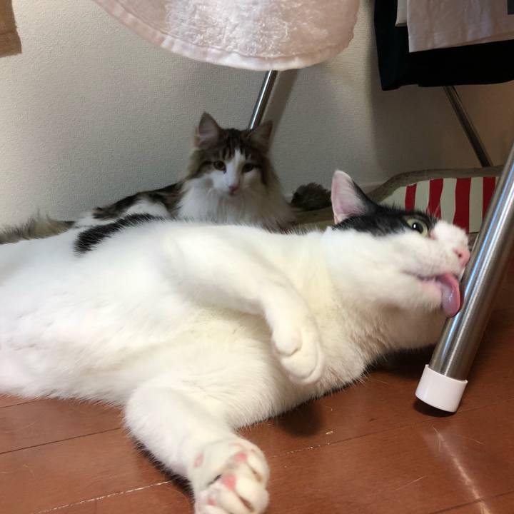 65e746a7 7a46 46aa a7d7 35156ea4aca1 1525759224813