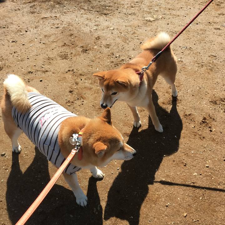 65e772a1 7b29 40f2 8f5f 14deb7b17791 1525391416280