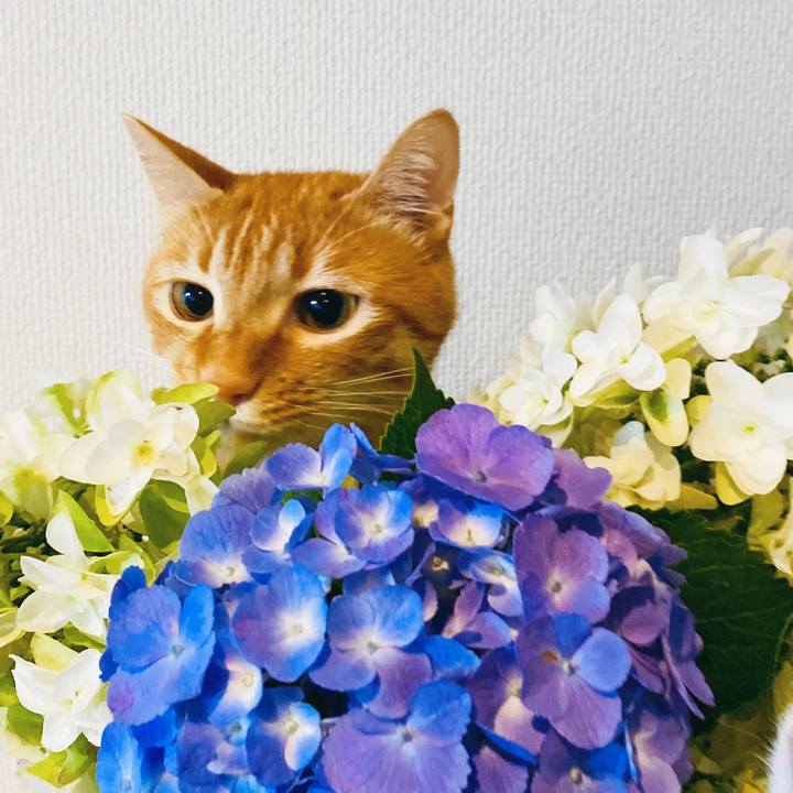 65e84e10 6ba1 4f43 b54e 584da8ea0048 1592889433089