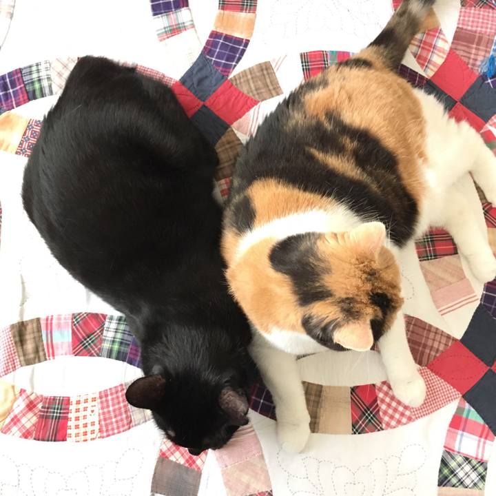 65e8fb87 d9ed 4807 be71 29d1b45e21a0 1555889858410