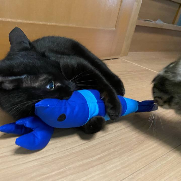 65e91643 1e1a 45f4 8f15 8ec8e9945681 1688875613291