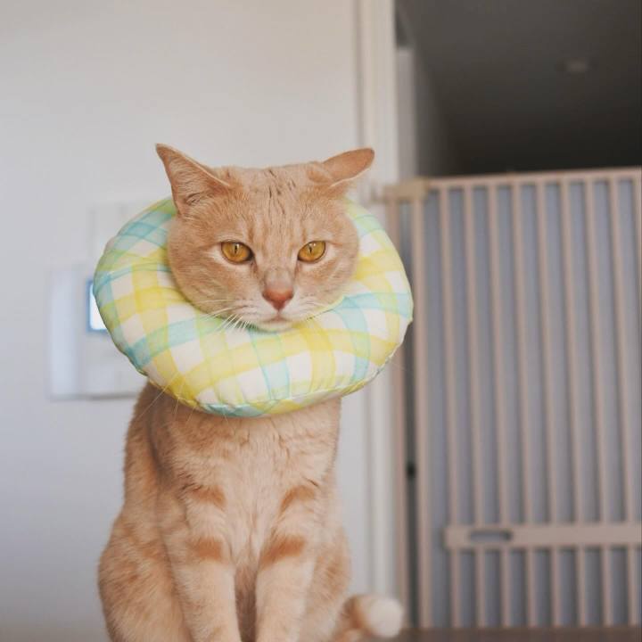 65eb398d 3917 441a b833 9aa9f0f08dab 1725611617969