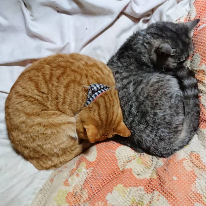 65eb5227 ebb0 4d1f 8745 716d6376635c 1574511978401