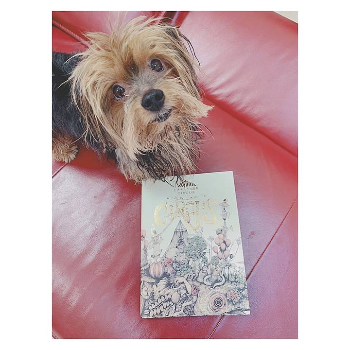 65ed799b 75ca 4d90 94a4 4c2cf834720f 1548467839737