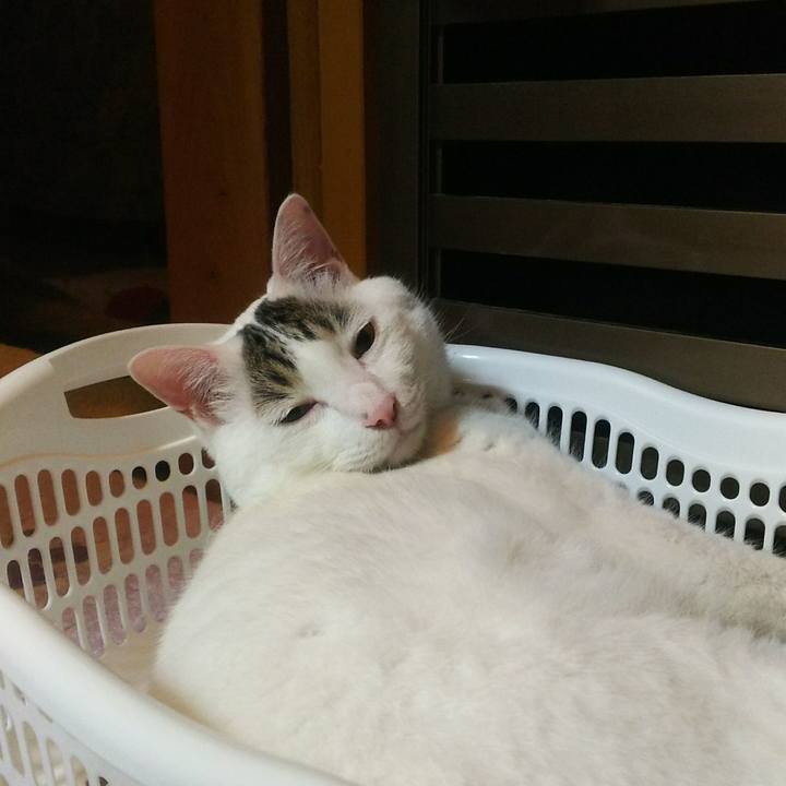 65edf8a6 c7e8 4fa3 9a57 bbf81fe4a8f6 1530189581925