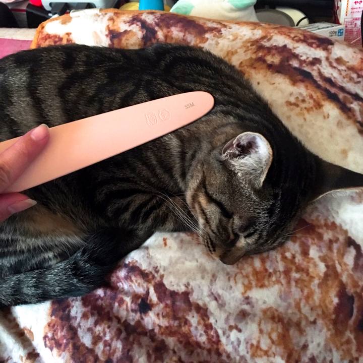 65f1acbb f327 4588 bc48 118ec95cde9c 1544423012125