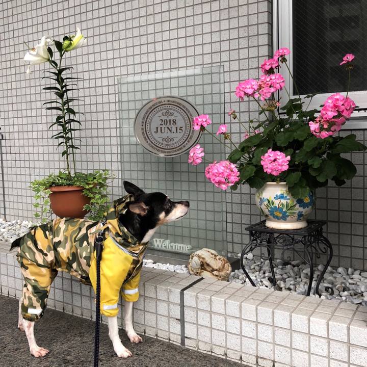 65f569f2 3824 4b74 a8e7 1f0ebfdc032f 1529016925436