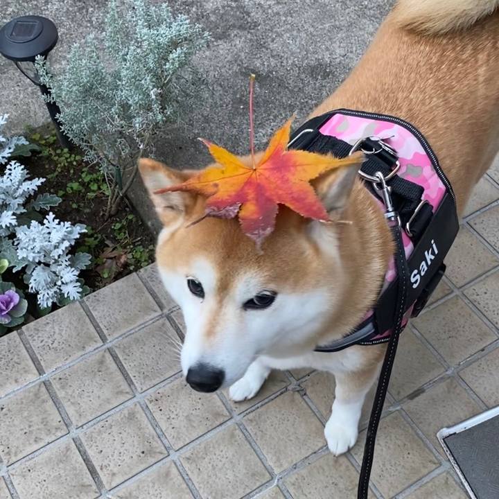 65f6a943 2783 41ee 83d8 b46a046e2322 1639745719264