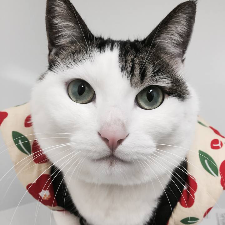 65fc4b1c 07a4 499d b49a 7a06586af256 1516612480758