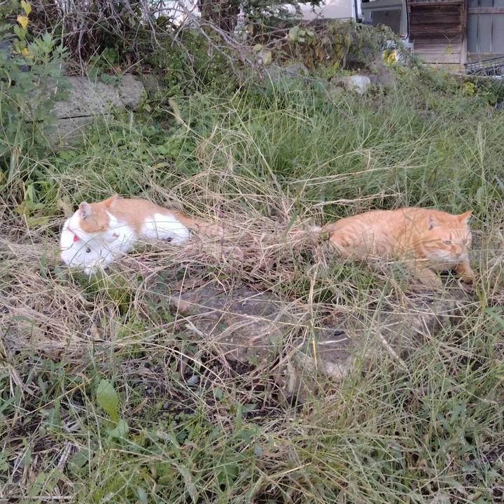 65fdc9df 47f6 4c73 949a ad3b94393382 1759393811000