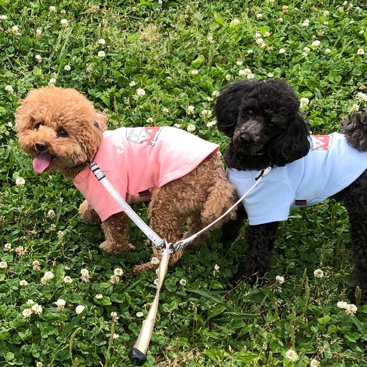 65fe009b 834b 4502 9c24 bd55ec8554a7 1590098799707