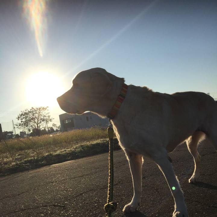 66015465 970d 4c1f a86a 3ae34b58f03b 1543282046159