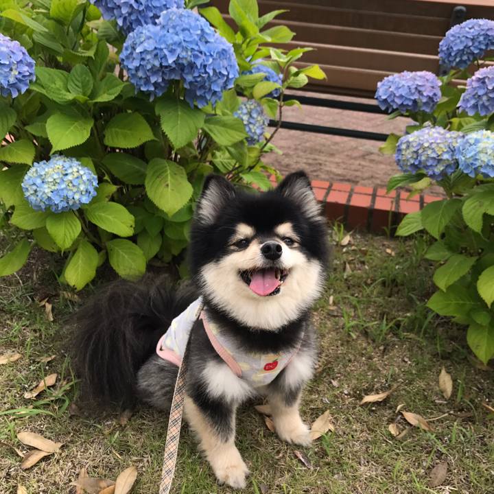 6603939c de69 4925 b0be d7a4d7b558de 1591491276787