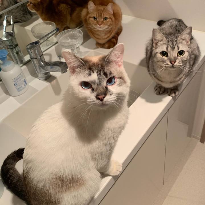 6606991b 2295 4025 8463 3314cea81c00 1555807988416