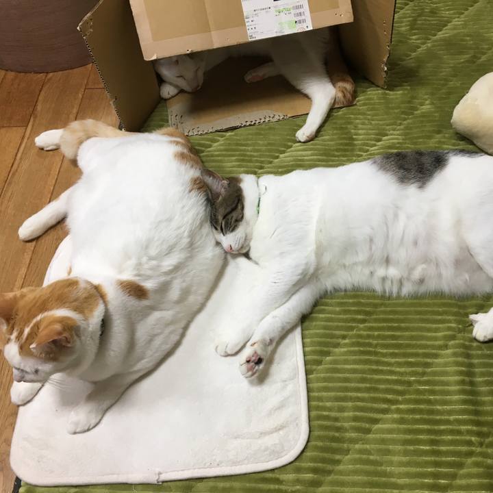 66087231 c7bf 4128 a76f c5c44492ea28 1544182393632