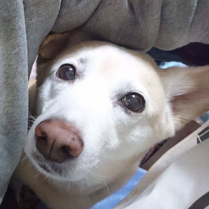 660a5eeb 6c9c 46a7 996d a806c2f0b64e 1575045919238