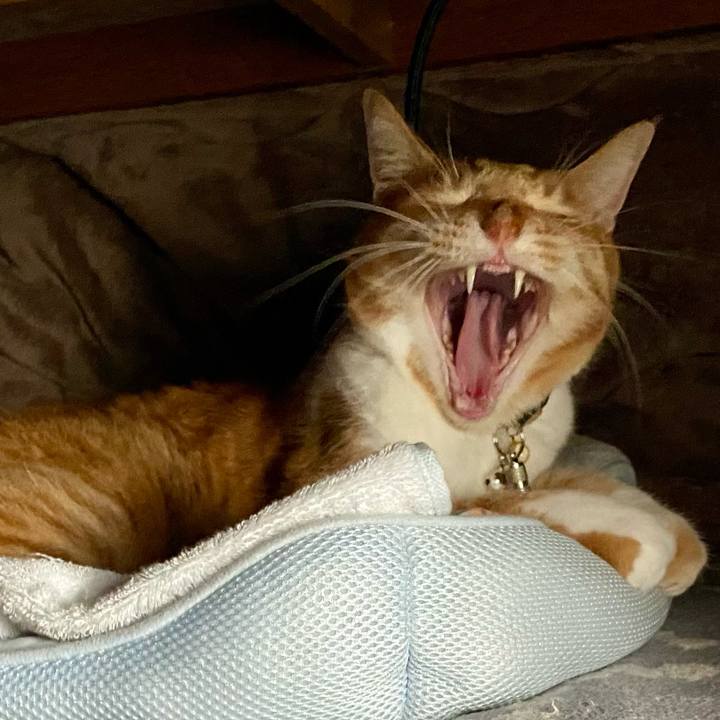 6610caaf bbf2 4d9a 969c 004f73fff0de 1743251807819