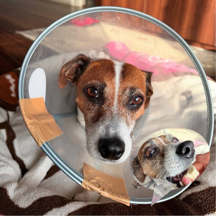 6613fc29 e116 4fbe 8908 0896d3111d3b 1765585020767