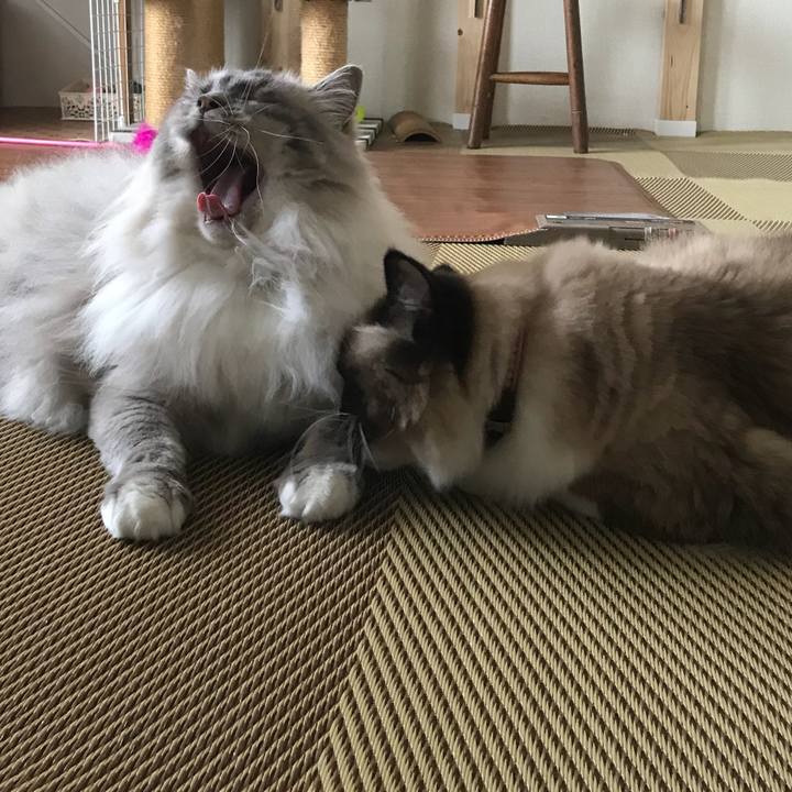 6614b4c1 3397 4c2c 8e90 a27bb922d571 1532178400508